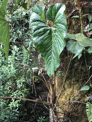 Anthurium concinnatum