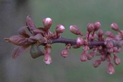 Prunus cerasifera pissardii
