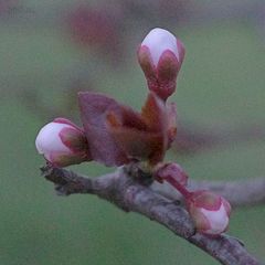 Prunus cerasifera pissardii