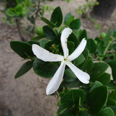 Carissa macrocarpa
