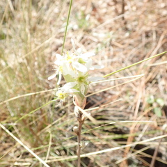 Amelanchier obovalis
