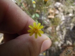 Oxypappus scaber
