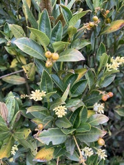 Palicourea boqueronensis