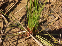 Juncus effusus pacificus
