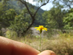 Oxypappus scaber