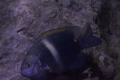 Chrysiptera biocellata