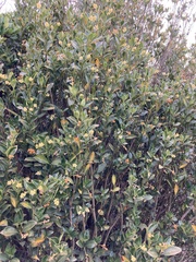 Palicourea boqueronensis