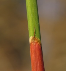 Juncus effusus pacificus
