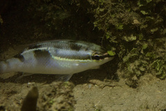 Scolopsis trilineata