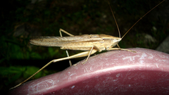 Neoconocephalus triops