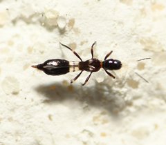 Aeolothripidae