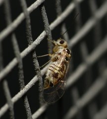 Blastopsocus variabilis