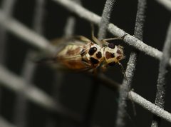 Blastopsocus variabilis