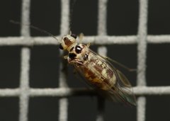 Blastopsocus variabilis