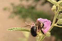 Xylocopa tabaniformis pallidiventris