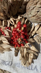 Magnolia lacandonica