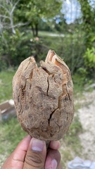 Magnolia lacandonica