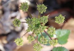 Lomatium lucidum