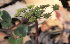 Lomatium lucidum