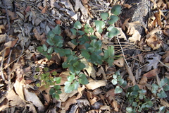 Lomatium lucidum