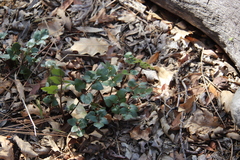 Lomatium lucidum