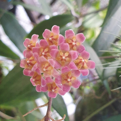 Hoya davidcummingii Kloppenb.