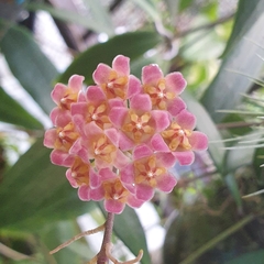 Hoya davidcummingii