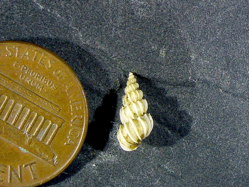 Epitonium californicum, 2021-02-27