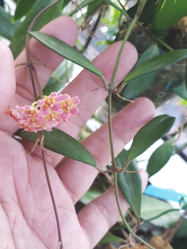 Hoya davidcummingii Kloppenb. 2