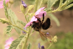 Xylocopa tabaniformis pallidiventris