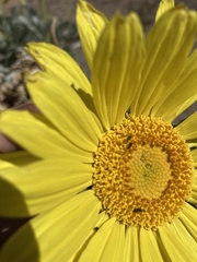 Enceliopsis covillei