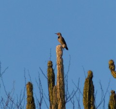 Colaptes