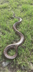 Epicrates maurus