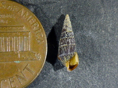Longchaeus adamsii