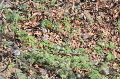 Hydrophyllum capitatum thompsonii