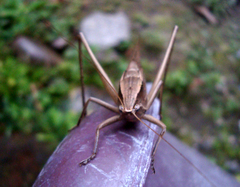Neoconocephalus triops