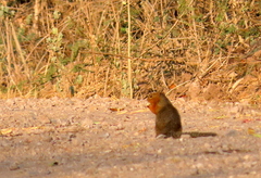 Notocitellus annulatus