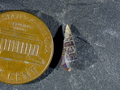 Longchaeus adamsii