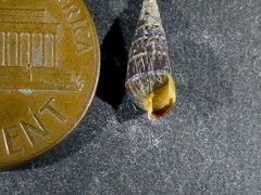 Longchaeus adamsii