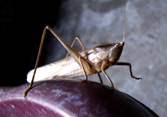 Neoconocephalus triops
