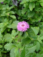 Centratherum punctatum