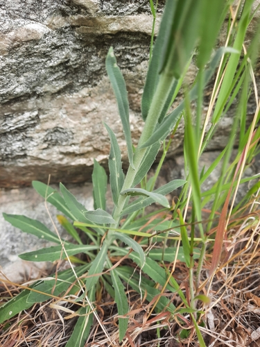 Image of Boechera californica by (c) average_plant_enjoyer, some rights reserved (CC BY)
