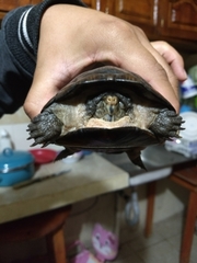 Kinosternon scorpioides