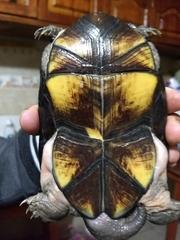 Kinosternon scorpioides