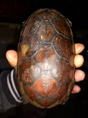 Kinosternon scorpioides