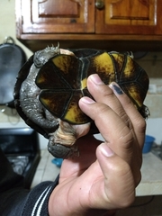 Kinosternon scorpioides