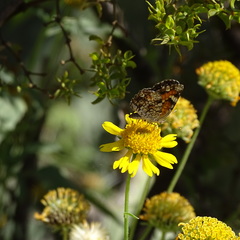 Phyciodes phaon phaon