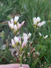 Nothoscordum bivalve
