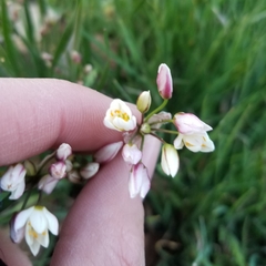 Nothoscordum bivalve