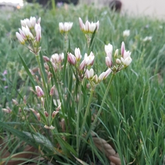 Nothoscordum bivalve